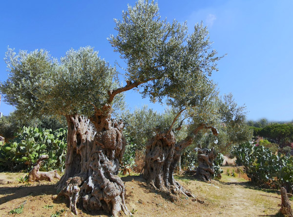 Olivi Gemelli