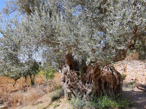 OLIVO GRANDE DI BONAMORONE